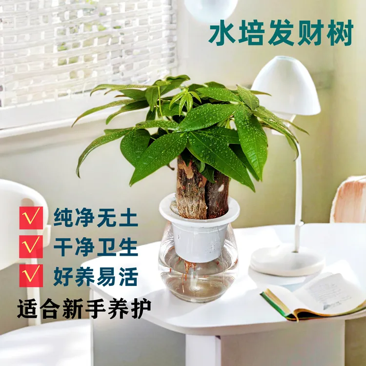 【无土水培】三杆发财树室内绿植花卉好养易活客厅盆栽水养植物实拍
