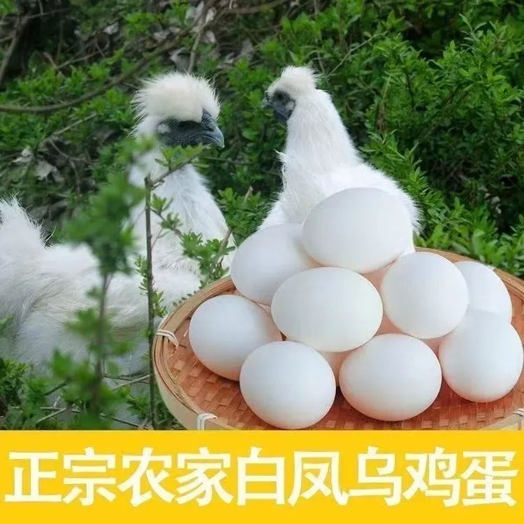 【到手50枚】乌鸡白凤蛋农家散养土鸡蛋现捡现发破损包赔支持试吃