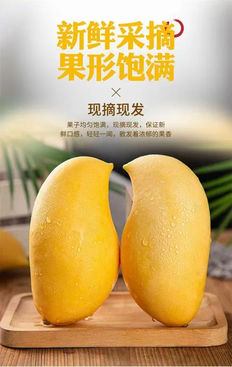 云南潞江坝鹰嘴芒高海拔山地种植高定品质精美礼盒现摘现发