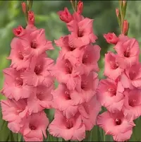 明年开花/剑兰种球5颗《阳光粉周长8–10cm》