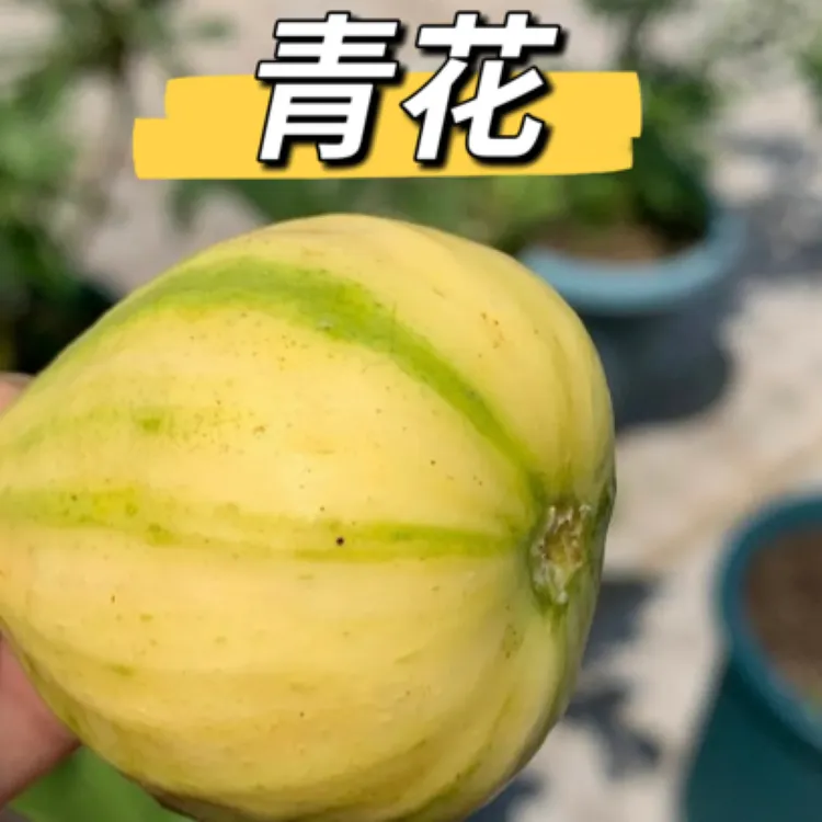 青花无花果优质苗【原盆原土发货包验货】南北方种植丰产耐寒