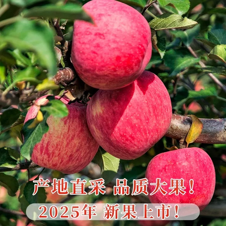 悦食宜正宗山东烟台红富士苹果新鲜脆甜多汁当季水果