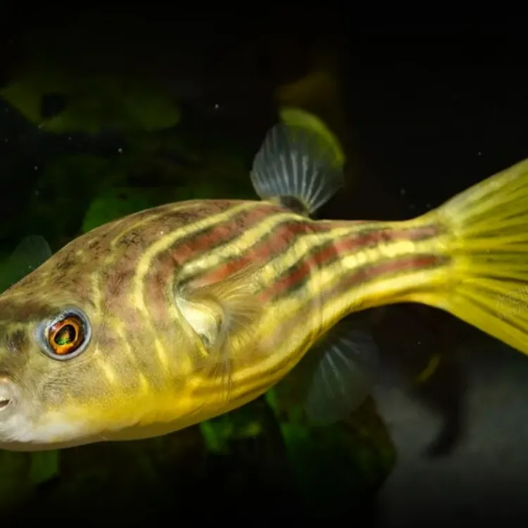 斑马狗头淡水河豚狗头鱼猛鱼