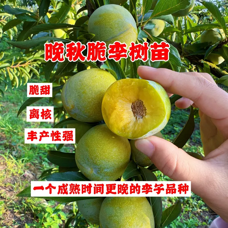 晚秋脆李树苗包邮晚熟个大脆甜离核