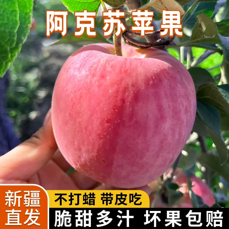 新疆阿克苏早熟红富士苹果当季现摘脆甜多汁产地直发
