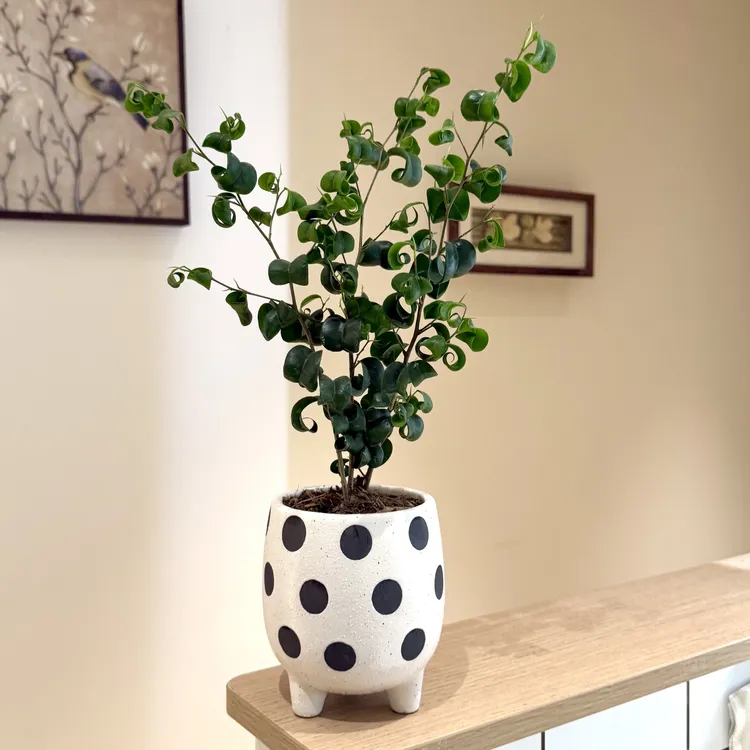 卷叶榕卷福绿植室内办公室桌面观叶好养盆栽北欧INS风桌面小森林