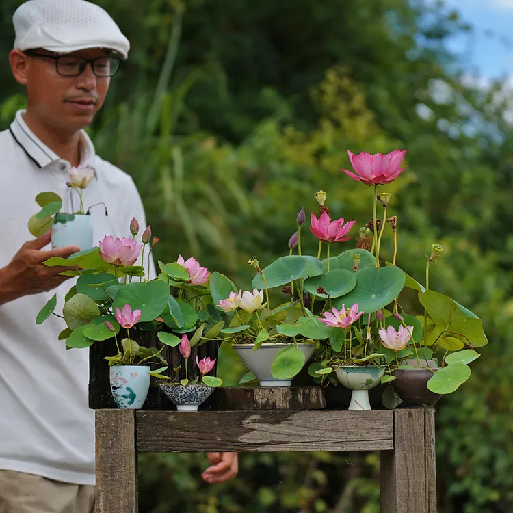 周劲松小微型碗莲荷花种藕苗合集湖南永州直播家庭院露阳窗台花卉