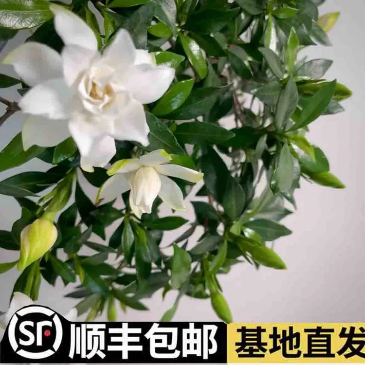 【顺丰陆运】四川犍为基地直发雀舌小叶栀子花鲜花清香型花瓶插花