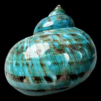 【帝王螺杯（特大！精品）】93.4mm 赠1串杯托 天然贝壳 C3