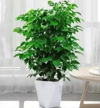 植悟【80-100cm】不砍根丛生幸福树室内观叶绿植配白色菱形花盆