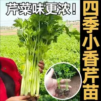 四季小香芹苗秧带土发货耐寒耐热易种芹菜种子盆栽庭院大棚