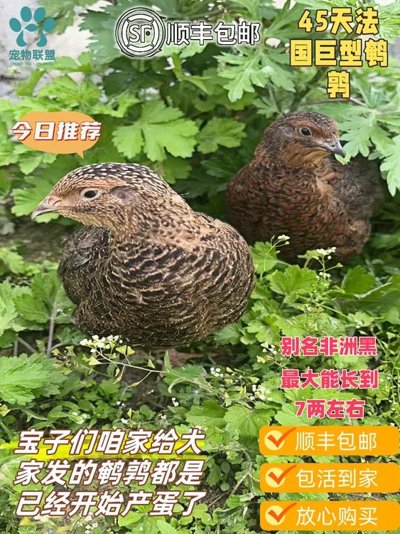 45天法国巨型产蛋鹌鹑（非洲黑）