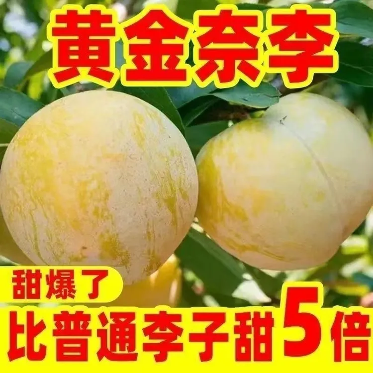 超甜黄金奈李树苗黄金奈李苗南方北方种植盆栽地栽果树苗纯甜多汁