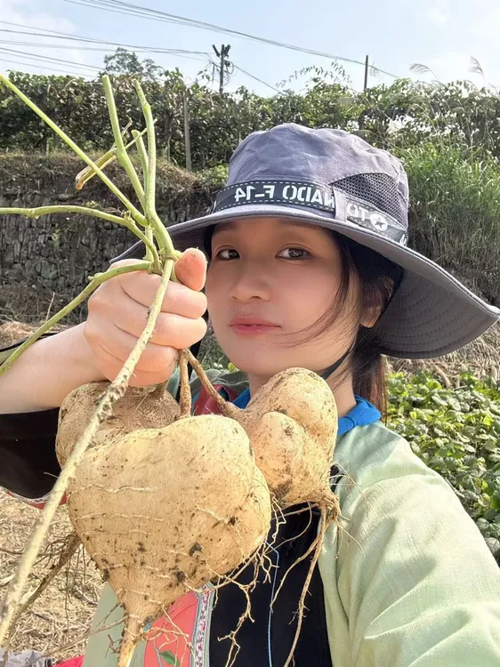 湖南新鲜凉薯地瓜凉薯现挖现卖现挖地瓜脆甜多汁农家种植生态地