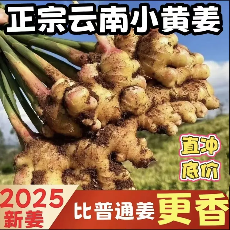 【精选】2025年云南小黄姜新鲜现挖现发香味浓郁