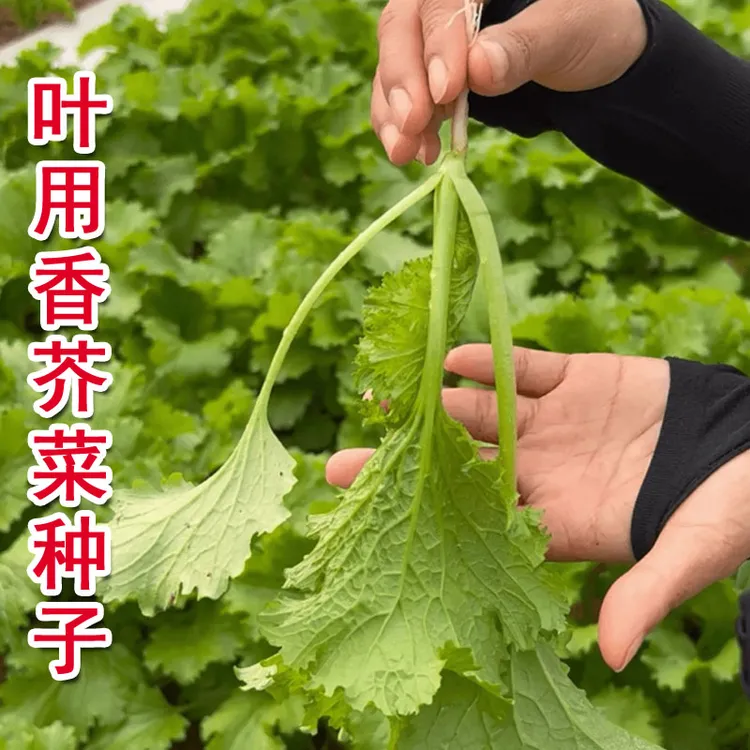香叶饺子菜种子香芥菜种子种籽青菜种子雨桐春夏秋冬四季播叶种子