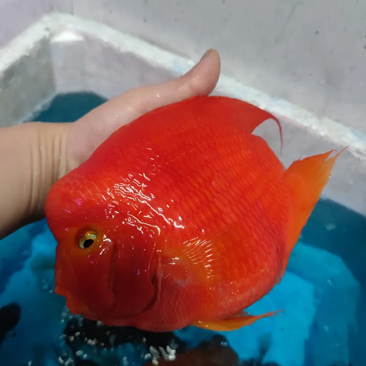 血红鹦鹉鱼活体热带观赏鱼可混养适合财神龙缸搭配鱼大鱼观赏鱼