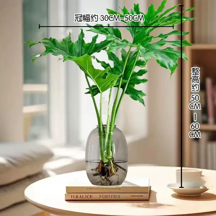 水培植物春羽【一株50CM-60CM】吸甲醛室内客厅花卉盆栽四季好养