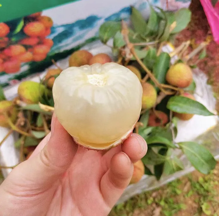 【冷链空运】广东高州三月红荔枝新鲜现摘现发时令应季水果