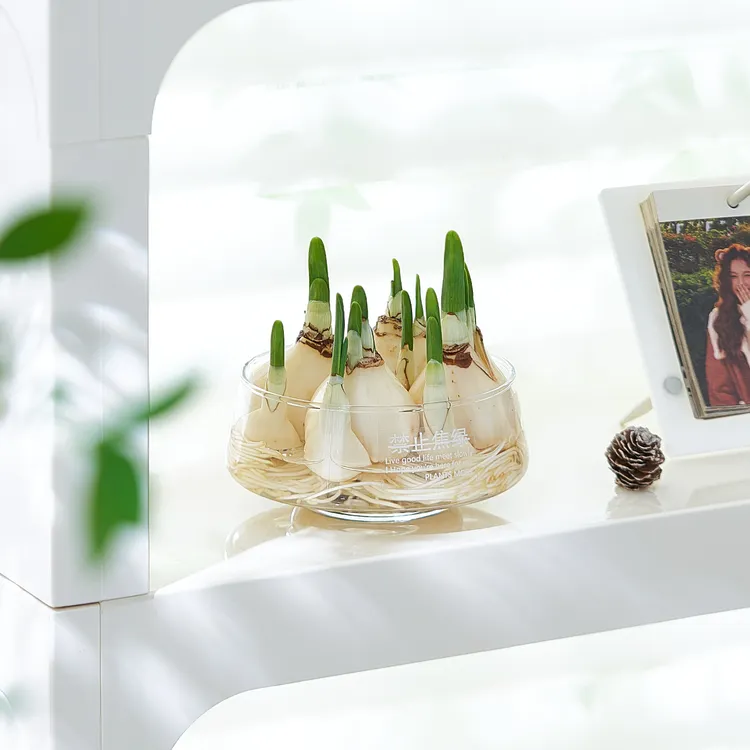 【带花瓶】漳州水仙花种球盆栽水培水养室内花卉绿植冬季浓香植物