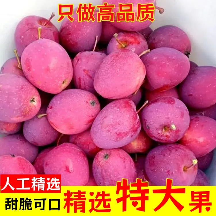 【精选特大果】东北鸡心果小苹果海棠果新鲜采摘当季水果