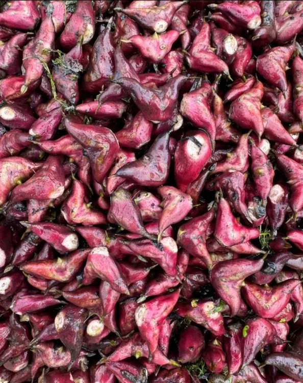 新鲜菱角固始老菱角黑棱角棱角生陵角莲角大菱角粉糯新鲜菱角