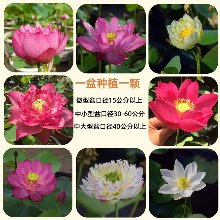 碗莲新手苗基地种藕微小型中型大型阳台书房天台露台种植推荐开花