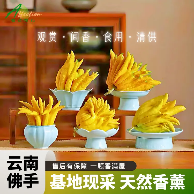 【云南高山佛手】佛手柑天然种植贡品闻香水培清供观赏不打农药