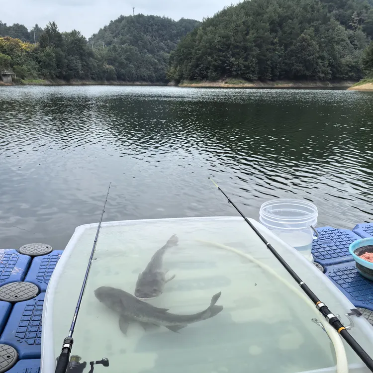 千岛湖现钓胖头鱼（包头鱼）现场钓、现场发、现场估重【看直播下单】