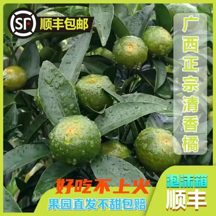 顺丰包邮【无酸】广西清香蜜桔正宗茶橘柑当季现摘新鲜水果