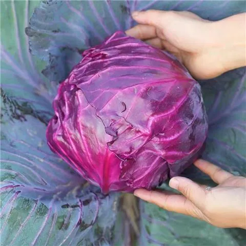 秋冬蔬菜苗西兰花紫绿甘蓝花菜菜苗莴笋莴苣芹菜秧苗阳台盆栽耐寒