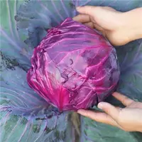 秋冬蔬菜苗西兰花紫绿甘蓝花菜菜苗莴笋莴苣芹菜秧苗阳台盆栽耐寒