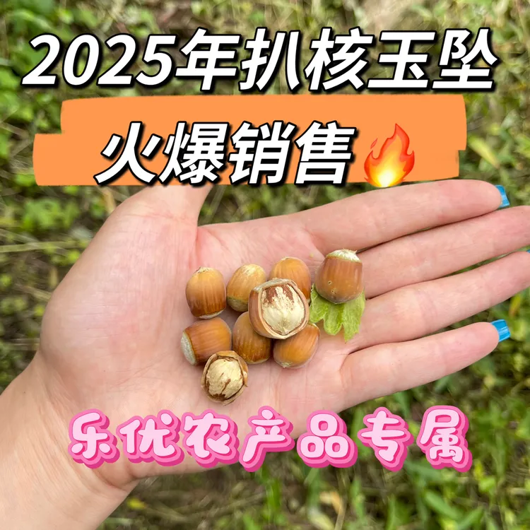 2025年自家新鲜采摘扒核玉坠满瓤香甜