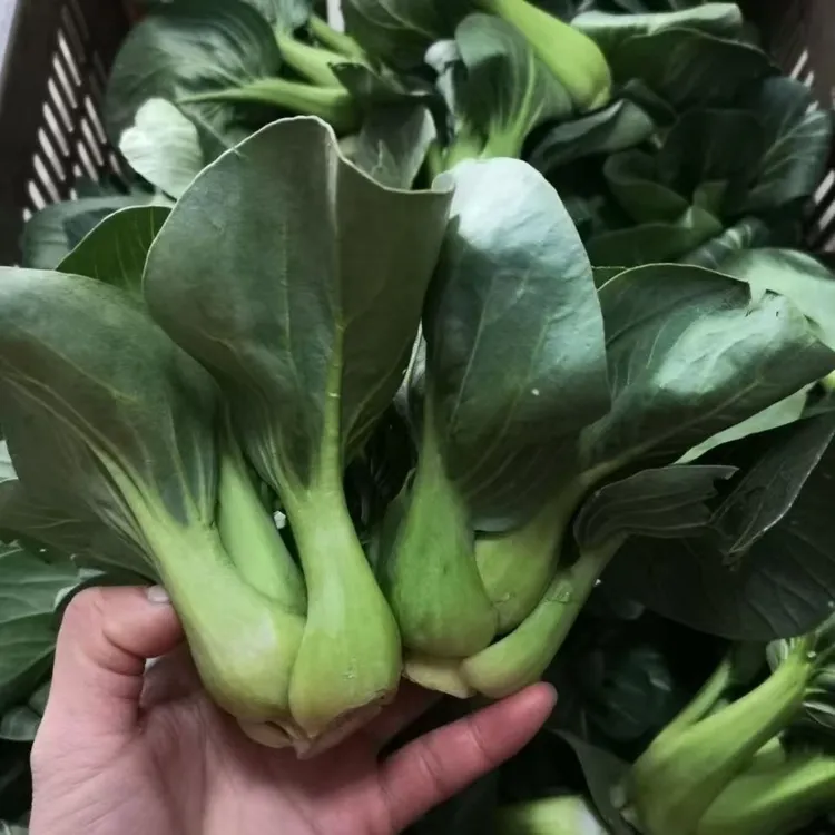 湖北孝感农家自种露天打霜小白菜青菜现摘现发新鲜时令蔬菜上海青