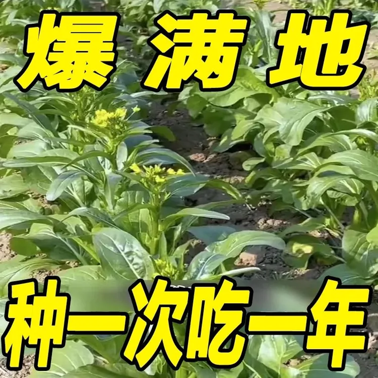 广东四九菜心种子25天速生甜菜心菜苔籽四季种耐热耐高温蔬菜种子