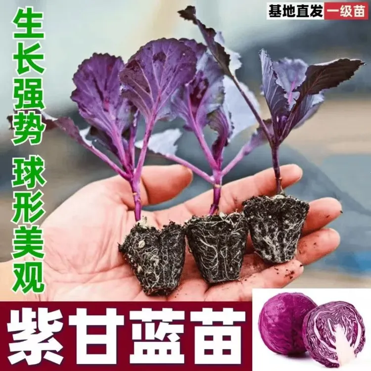 耐寒耐热紫甘蓝苗秧绿包心菜大头菜种子四季高产抗病可基地直发