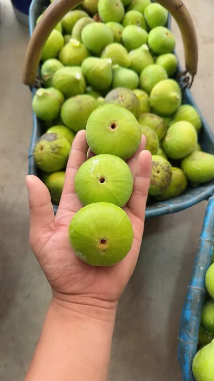 威海无花果 冬季马上开始了