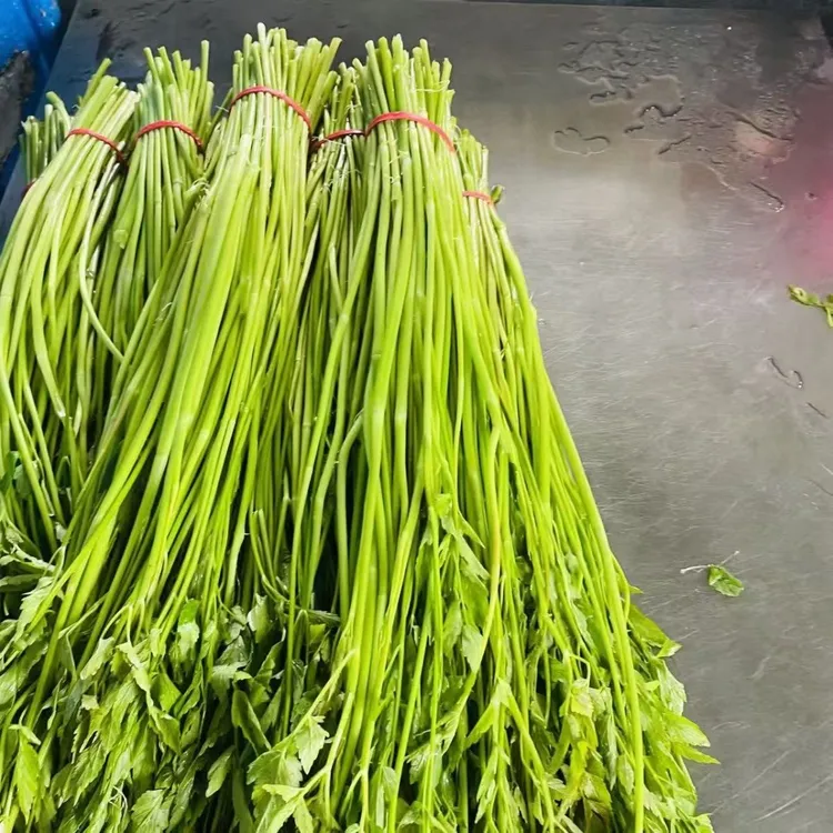 【顺丰包邮】苏北淮安现摘现发带叶水芹菜蔬菜新鲜时令特产现带叶