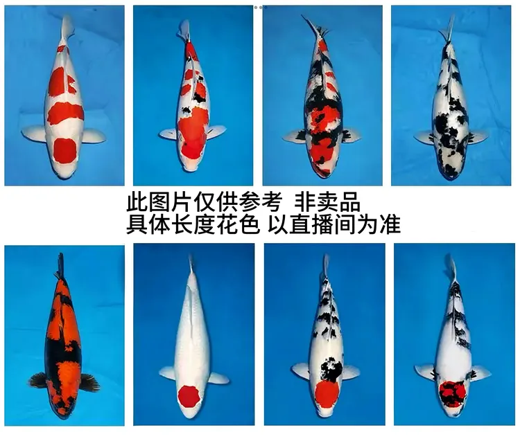 名言锦鲤精品观赏鱼红白大正昭和