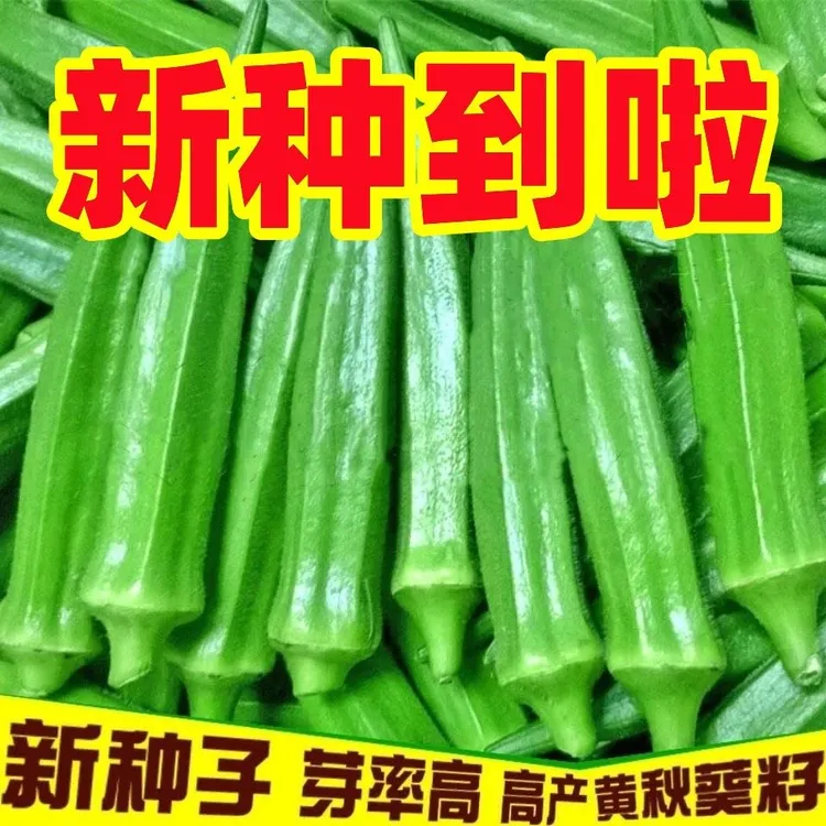 【全店满5包包邮】黄水果秋葵四季高产农家阳台蔬菜种子秋葵新鲜