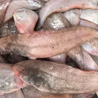 大连野生牛舌鱼 4斤顺丰包邮