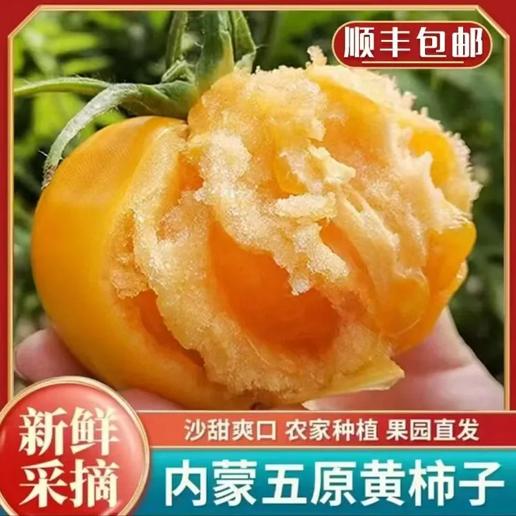 （顺丰包邮）内蒙古五原黄色西红柿黄柿子番茄3斤自然成熟现摘现发