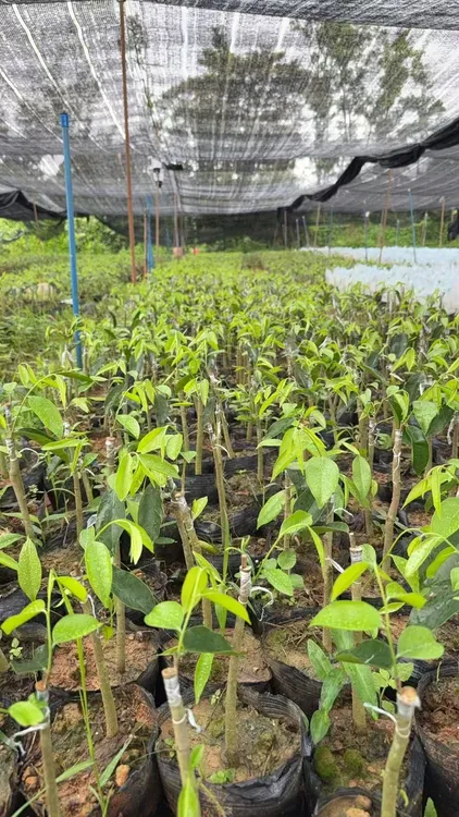 海南正宗虎斑2号  香薰香料