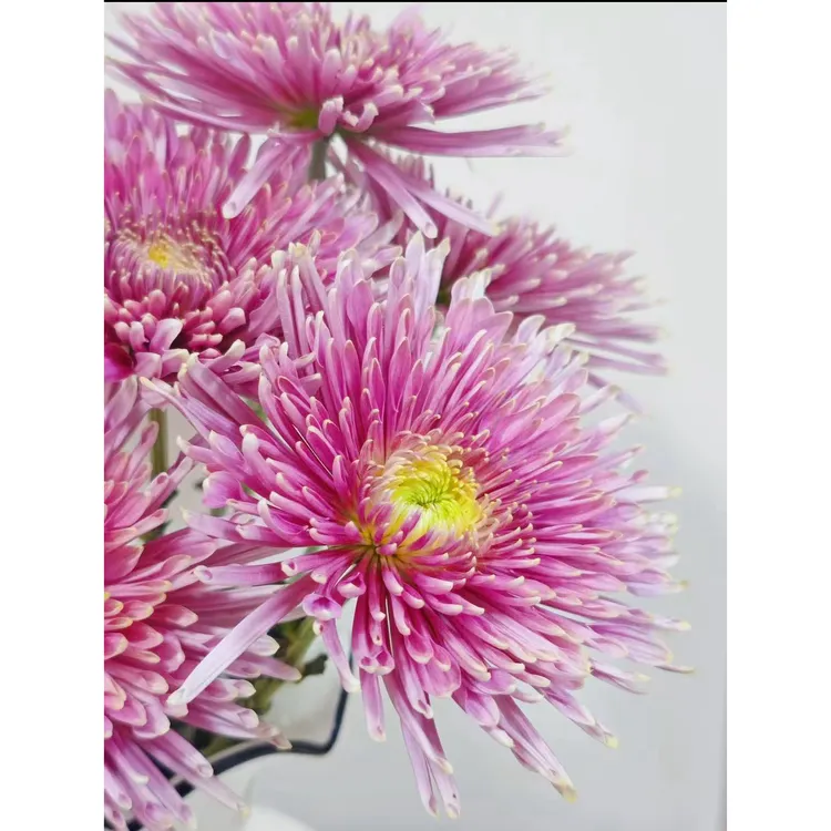 【杨鹏鲜花】流星雨 多头烟花菊 超长待机 云南鲜花包邮