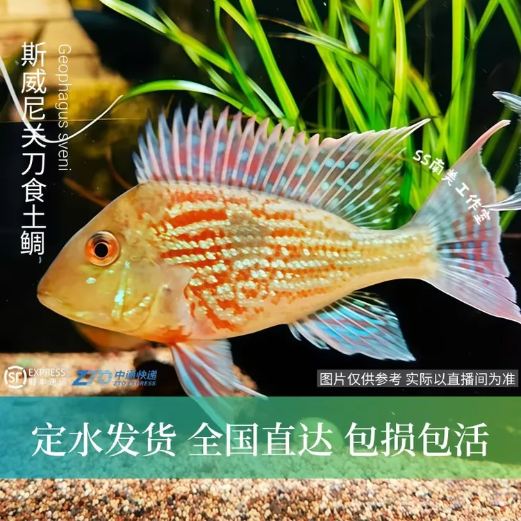 SS南美工作室 斯威尼关刀