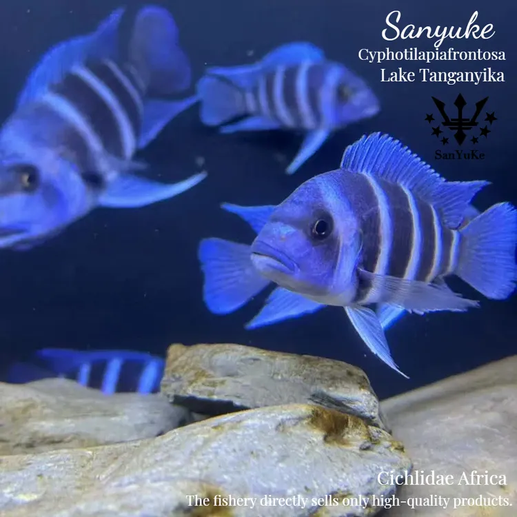 三湖慈鲷萨依蓝鱼 非洲坦湖进口野生萨依蓝 热带观赏鱼 假一赔百