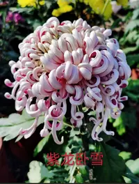 【花苞发货】[紫龙卧雪（球形）]九月菊花苗大型花好养护简单耐寒耐旱