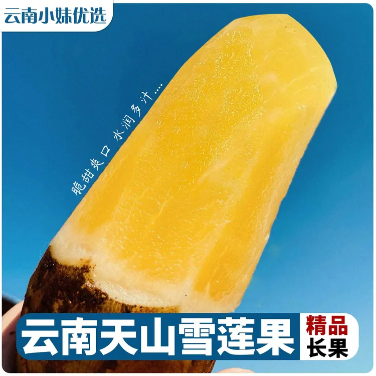 【新鲜现挖】雪莲果产地直发正宗高山黄心大果云南天山应季新鲜水果