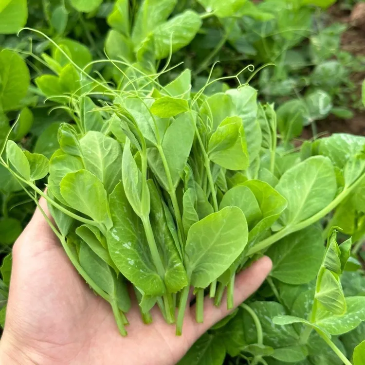 四川豌豆尖新鲜疏菜农家豌豆苗龙须菜火锅煮汤当季时令生鲜豌豆尖