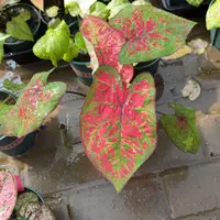 泰国彩叶芋17-0915